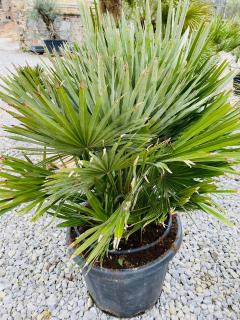 Chamaerops humilis Vulcano výška s kvetináčom 125cm, -14°C