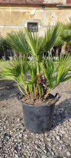 Chamaerops humilis výška 80-90cm, -14°C