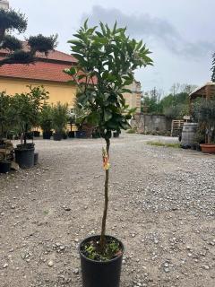 Citrus Arancio Navellina - pomaranč - výška 120/150cm