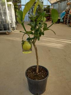 Citrus Cedro max (Medica) - cedrát - výška 60/70cm (Iba tri exkluzívne kusy!)