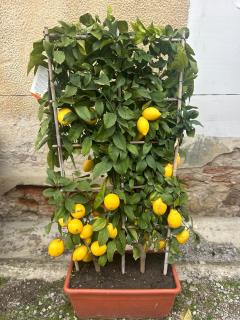 Citrus limone na špaliére - 160cm výška, šírka kvetináča 60cm