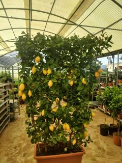 Citrus limone na špaliére - 170cm výška, šírka kvetináča 80cm