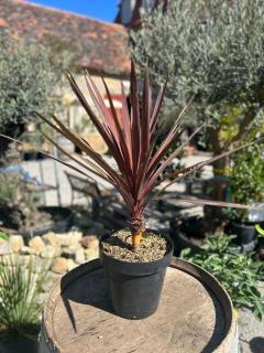 Cordyline Australis 'Red Star'   (Kordylína austrálska červená )