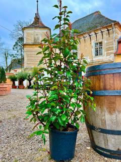 Fotínia Fraseri Robusta Compacta, výška rastliny 140cm (Photinia Robusta Compacta)