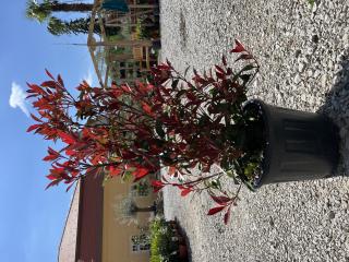 Fotínia Red Robin výška s kvetináčom 100-110cm (Photinia Red Robin)