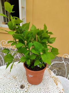 Hortenzia kalinolistá modrá 37cm (Hydrangea macrophylla )