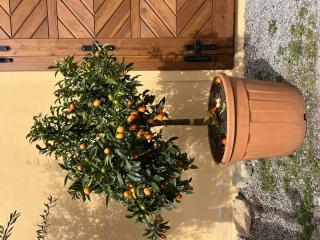 Kumquat 150cm aj s kvetináčom (Citrus fortunella)