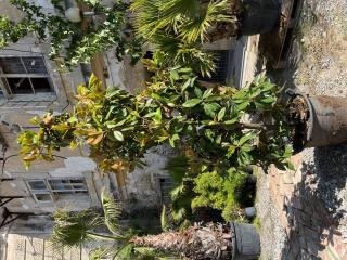 Magnólia Grandiflora, výška stromu - 200cm