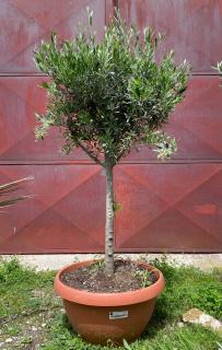 Olea Europaea - olivovník 150-170cm s deco kvetináčom