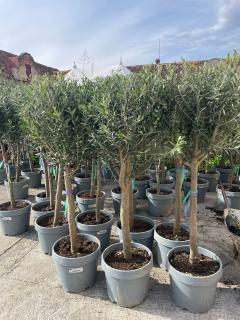 Olea Europaea - olivovník 150-170cm s deco kvetináčom