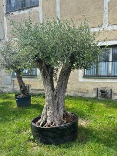 Olea Europaea - olivovník 220-230CM