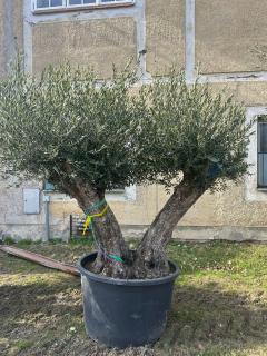 Olea Europaea - olivovník 240-250CM