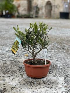 Olea Europaea - olivovník 25-30cm