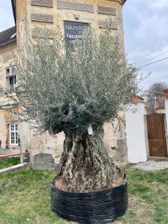 Olea Europaea - olivovník 280-300 cm ( !! špeciálna zľava !!)