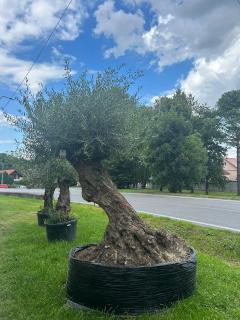 Olea Europaea - olivovník 300-310 cm