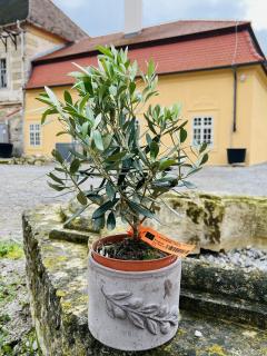 Olea Europaea - olivovník 30cm