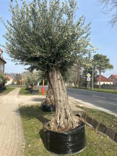 Olea Europaea - olivovník 320-330cm (!!! špeciálna cena !!!)