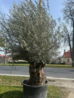 Olea Europaea - olivovník 320 -340 cm