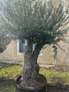 Olea Europaea - olivovník 325cm