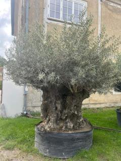 Olea Europaea - olivovník  celková výška 310 - 320cm  (!!! špeciálna cena !!!)