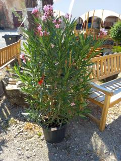 Oleander ružový 130 - 150cm