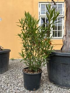 Oleander ružový cca 100-120cm s kvetináčom