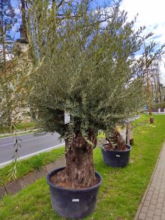 Olivovník Olea europaea Bonsai 220cm, 285L (vek: 220rokov, výška kmeňa 115cm, hrúbka kmeňa 150cm)