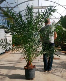 Phoenix canariensis - Ďatlovník kanársky 170-180cm