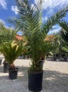 Phoenix canariensis - Ďatlovník kanársky 200-230cm