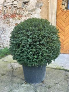 Tis obyčajný (Taxus a Palla) 90-100CM