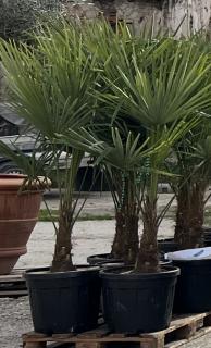 Trachycarpus fortunei výška palmy s kvetináčom130-160cm (kmeň 40cm, výška palmy 130cm)