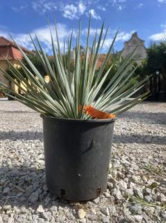 Yucca Rostrata, mrazuvzdorná do -22°C (výška 40-65cm s kvetináčom)