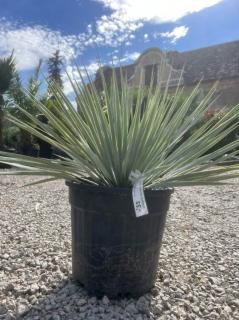 Yucca Rostrata, mrazuvzdorná do -22°C (výška 50-60cm s kvetináčom)