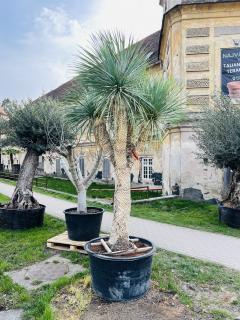 Yucca rostrata štvorhlavá vyška s kvet. 250-290 cm, do -22´C (exkluzívny kus)