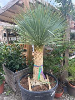 Yucca rostrata výška s kvet. 170-180 cm, do -22´C (niektoré majú aj kvet)