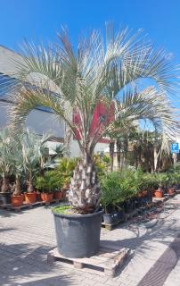 Butia Capitata kmeň 100 - 110 cm