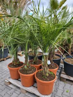 Butia Capitata kmeň 30-40cm