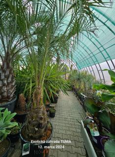 Butia Capitata výška kmeňa 70-80cm