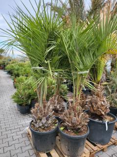 Butia Capitata výška rastliny 180-250cm, kmeň 30-40cm