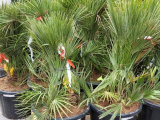 Chamaerops Humilis 100-120cm