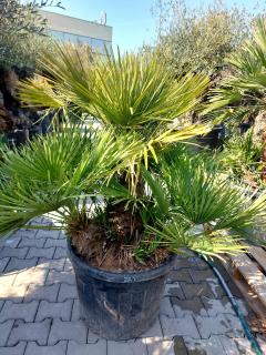 Chamaerops Humilis 130-150cm 90Lt.