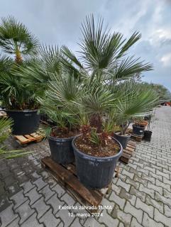 Chamaerops Humilis 150-200cm 150Lt.