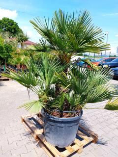 Chamaerops Humilis 160-200cm kmeň 50-70cm