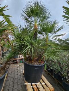 Chamaerops Humilis 200-250cm 240Lt.