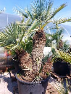 Chamaerops Humilis cerifera výška 200-230cm multikmeň