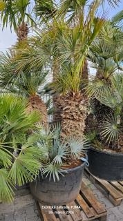 Chamaerops Humilis cerifera výška 220-260cm multikmeň