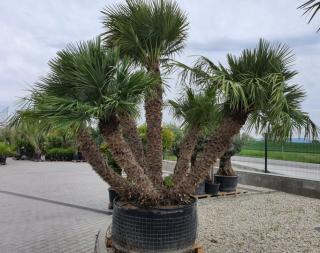 Chamaerops Humilis exemplare multikmene 350-450cm