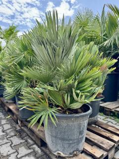 Chamaerops Humilis Vulcano 35 lt