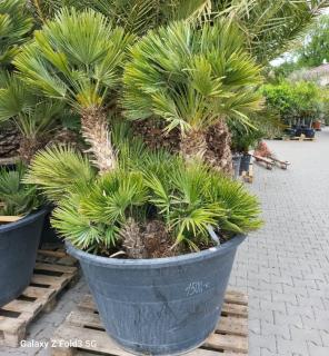 Chamaerops Humilis Vulcano ejemplar 180cm-220cm 500lt