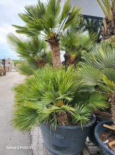 Chamaerops Humilis Vulcano ejemplar 230cm-300cm 500lt